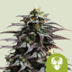Насіння коноплі Granddaddy Purple autofem. Royal Queen Seeds
