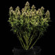 Насіння коноплі Granddaddy Purple autofem. Royal Queen Seeds