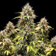 Насіння коноплі Granddaddy Purple autofem. Royal Queen Seeds