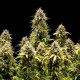 Насіння коноплі Granddaddy Purple autofem. Royal Queen Seeds