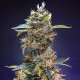 Насіння коноплі Granddaddy Purple autofem. Royal Queen Seeds