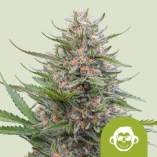 Grape Ape auto feminised (Royal Queen Seeds)