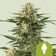 Green Gelato auto feminised (Royal Queen Seeds)