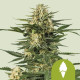 Семена конопли Green Gelato autofem. Royal Queen Seeds Семена конопли Green Gelato autofem. Royal Queen Seeds