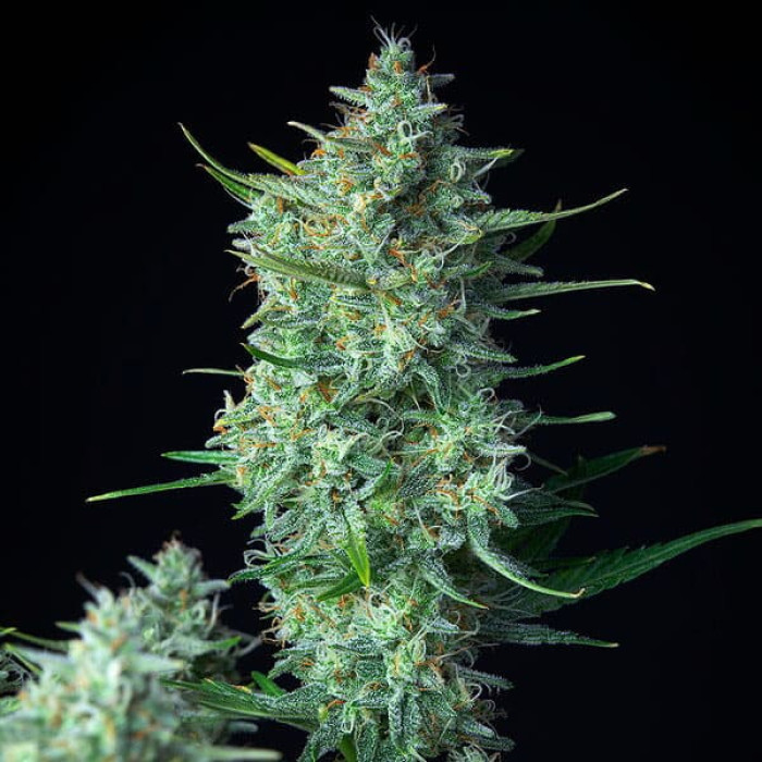 Семена конопли Green Gelato autofem. Royal Queen Seeds Семена конопли Green Gelato autofem. Royal Queen Seeds