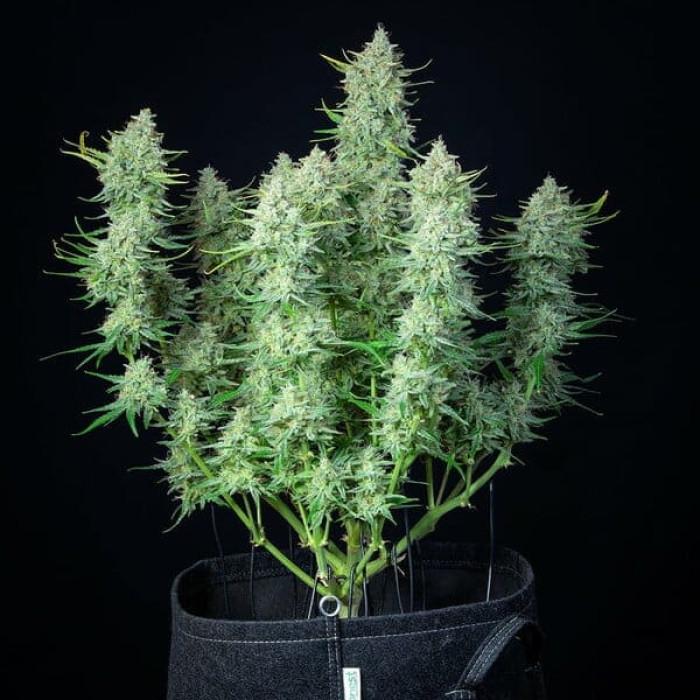Семена конопли Green Gelato autofem. Royal Queen Seeds Семена конопли Green Gelato autofem. Royal Queen Seeds