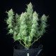 Семена конопли Green Gelato autofem. Royal Queen Seeds Семена конопли Green Gelato autofem. Royal Queen Seeds