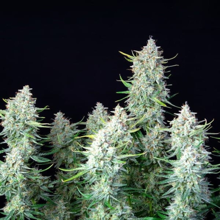 Семена конопли Green Gelato autofem. Royal Queen Seeds Семена конопли Green Gelato autofem. Royal Queen Seeds