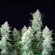 Семена конопли Green Gelato autofem. Royal Queen Seeds Семена конопли Green Gelato autofem. Royal Queen Seeds