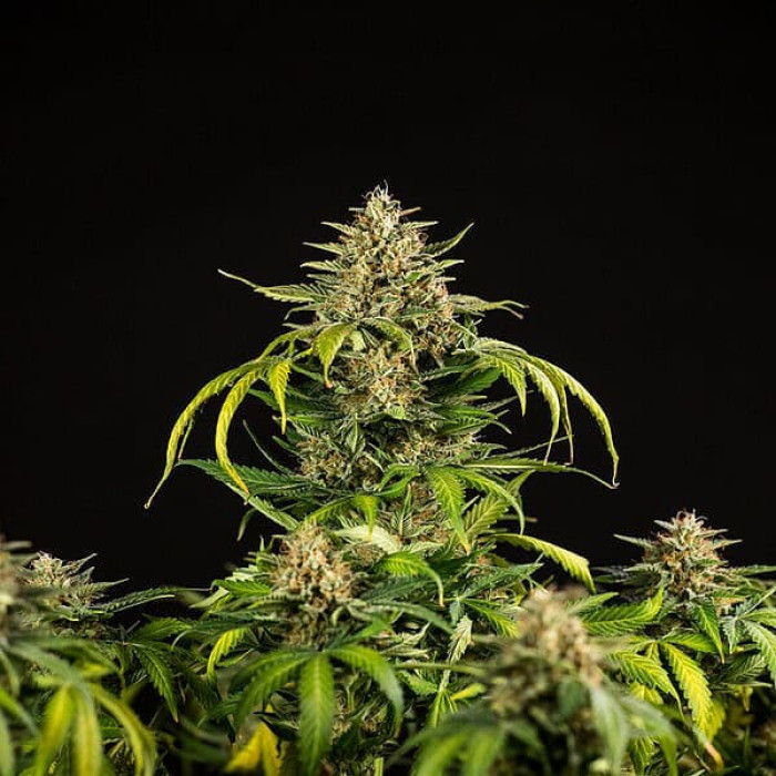 Семена конопли Green Gelato autofem. Royal Queen Seeds Семена конопли Green Gelato autofem. Royal Queen Seeds