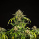 Семена конопли Green Gelato autofem. Royal Queen Seeds Семена конопли Green Gelato autofem. Royal Queen Seeds