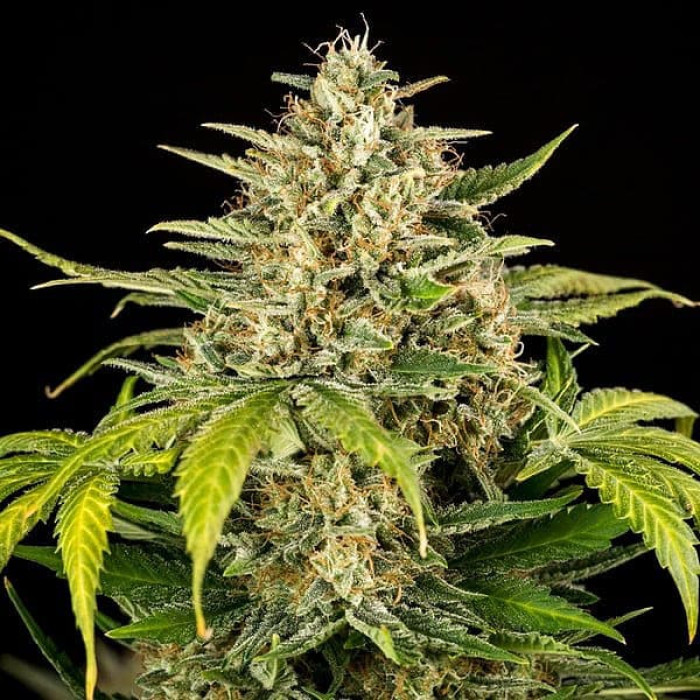 Семена конопли Green Gelato autofem. Royal Queen Seeds Семена конопли Green Gelato autofem. Royal Queen Seeds