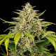 Семена конопли Green Gelato autofem. Royal Queen Seeds Семена конопли Green Gelato autofem. Royal Queen Seeds