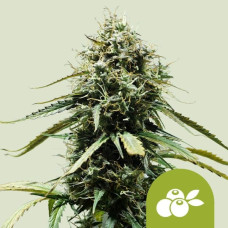 Haze Berry auto feminised (Royal Queen Seeds)
