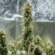Насіння коноплі Haze Berry autofem. Royal Queen Seeds