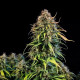 Насіння коноплі Haze Berry autofem. Royal Queen Seeds