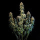 Насіння коноплі Haze Berry autofem. Royal Queen Seeds
