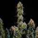 Насіння коноплі Haze Berry autofem. Royal Queen Seeds