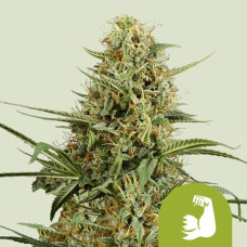 HulkBerry auto feminised (Royal Queen Seeds)