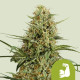 Семена конопли HulkBerry autofem. Royal Queen Seeds Семена конопли HulkBerry autofem. Royal Queen Seeds