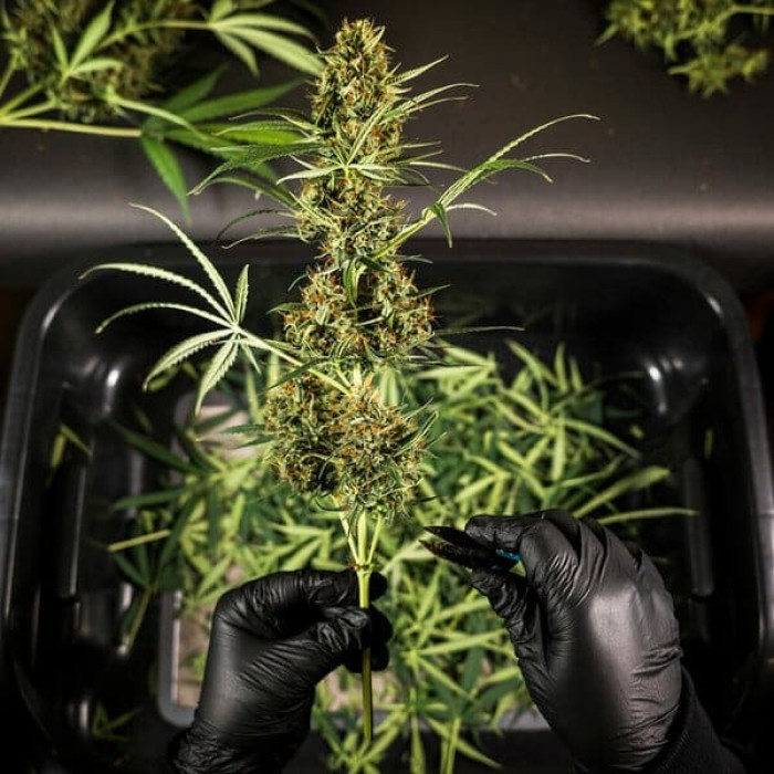 Семена конопли HulkBerry autofem. Royal Queen Seeds Семена конопли HulkBerry autofem. Royal Queen Seeds