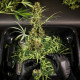 Семена конопли HulkBerry autofem. Royal Queen Seeds Семена конопли HulkBerry autofem. Royal Queen Seeds