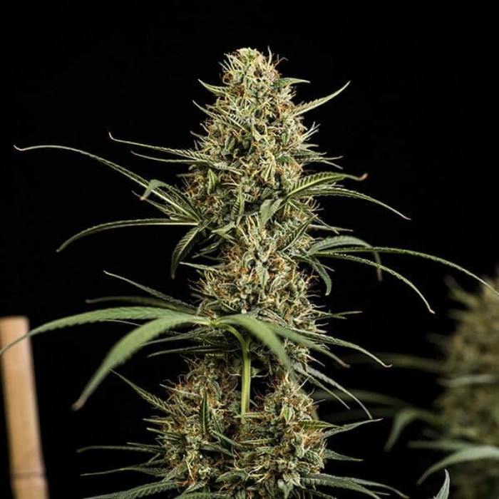 Семена конопли HulkBerry autofem. Royal Queen Seeds Семена конопли HulkBerry autofem. Royal Queen Seeds