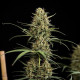 Семена конопли HulkBerry autofem. Royal Queen Seeds Семена конопли HulkBerry autofem. Royal Queen Seeds