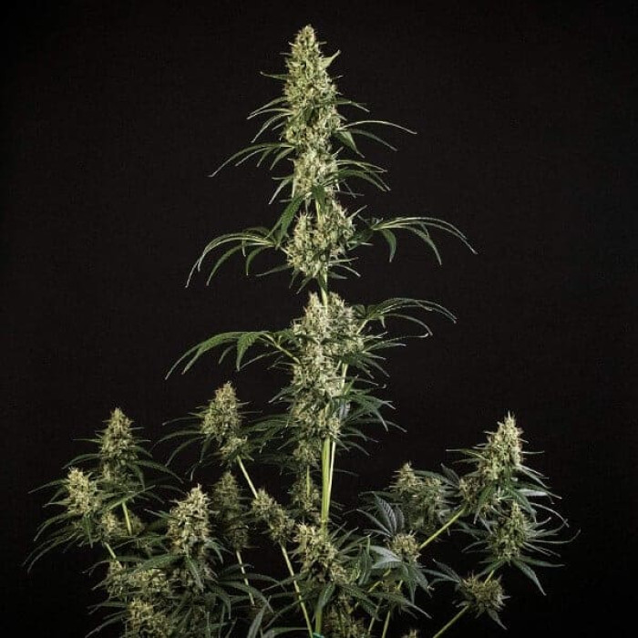 Семена конопли HulkBerry autofem. Royal Queen Seeds Семена конопли HulkBerry autofem. Royal Queen Seeds