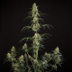 Семена конопли HulkBerry autofem. Royal Queen Seeds Семена конопли HulkBerry autofem. Royal Queen Seeds