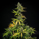 Насіння коноплі Mimosa autofem. Royal Queen Seeds