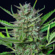 Насіння коноплі Mimosa autofem. Royal Queen Seeds