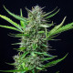 Насіння коноплі Mimosa autofem. Royal Queen Seeds