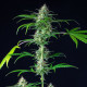 Насіння коноплі Mimosa autofem. Royal Queen Seeds