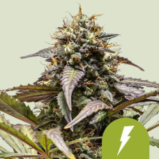 North Thunderfuck auto feminised (Royal Queen Seeds)