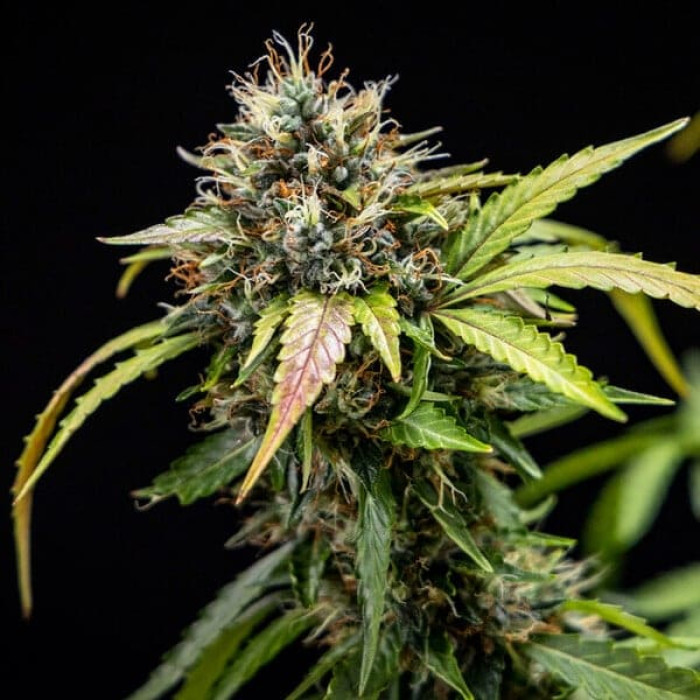 Семена конопли North Thunderfuck autofem. Royal Queen Seeds