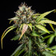 Семена конопли North Thunderfuck autofem. Royal Queen Seeds