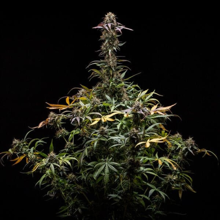 Семена конопли North Thunderfuck autofem. Royal Queen Seeds