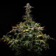 Семена конопли North Thunderfuck autofem. Royal Queen Seeds
