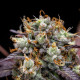 Семена конопли North Thunderfuck autofem. Royal Queen Seeds