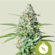 Northern Light auto feminised (Royal Queen Seeds)