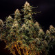 Семена конопли Northern Light autofem. Royal Queen Seeds
