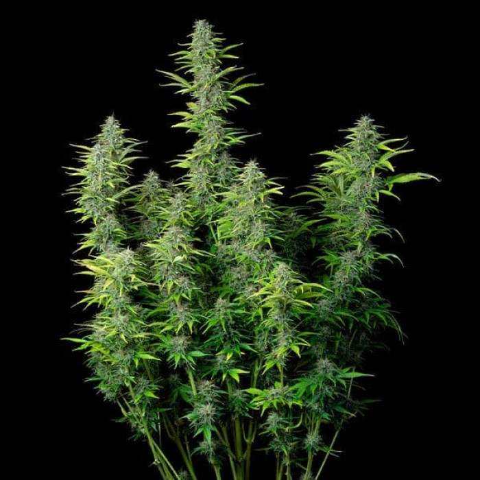 Семена конопли Northern Light autofem. Royal Queen Seeds