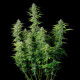 Семена конопли Northern Light autofem. Royal Queen Seeds