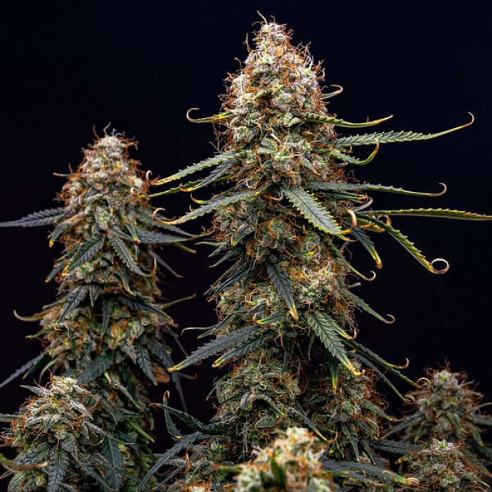 Семена конопли Northern Light autofem. Royal Queen Seeds