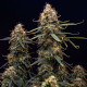 Семена конопли Northern Light autofem. Royal Queen Seeds