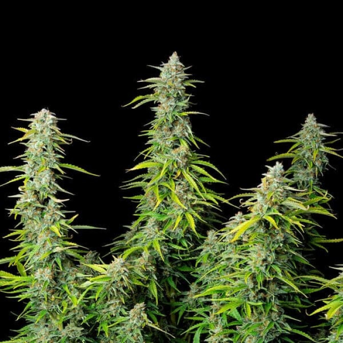 Семена конопли Northern Light autofem. Royal Queen Seeds