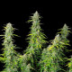 Семена конопли Northern Light autofem. Royal Queen Seeds