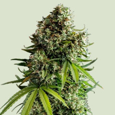 NYC Sour D auto feminised (Royal Queen Seeds)