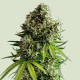 Насіння коноплі NYC Sour D autofem. Royal Queen Seeds